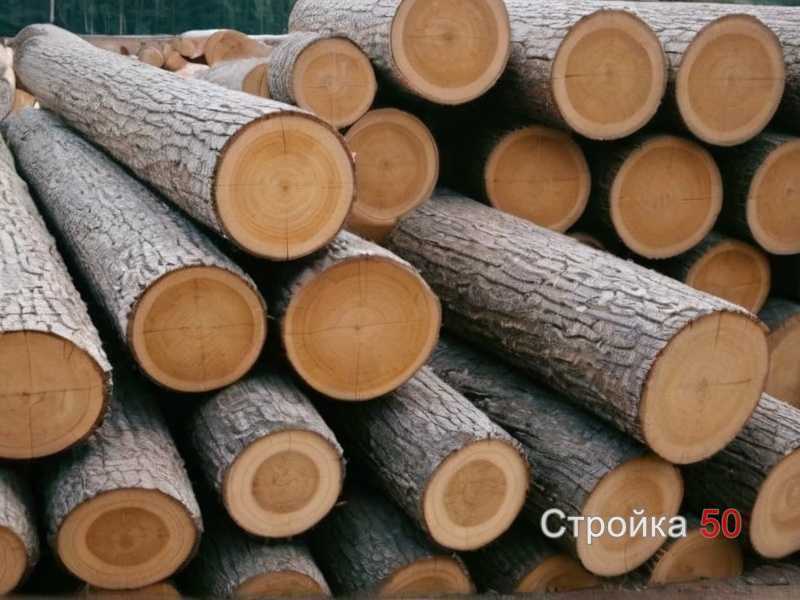 Методы защиты древесины от насекомых и плесени