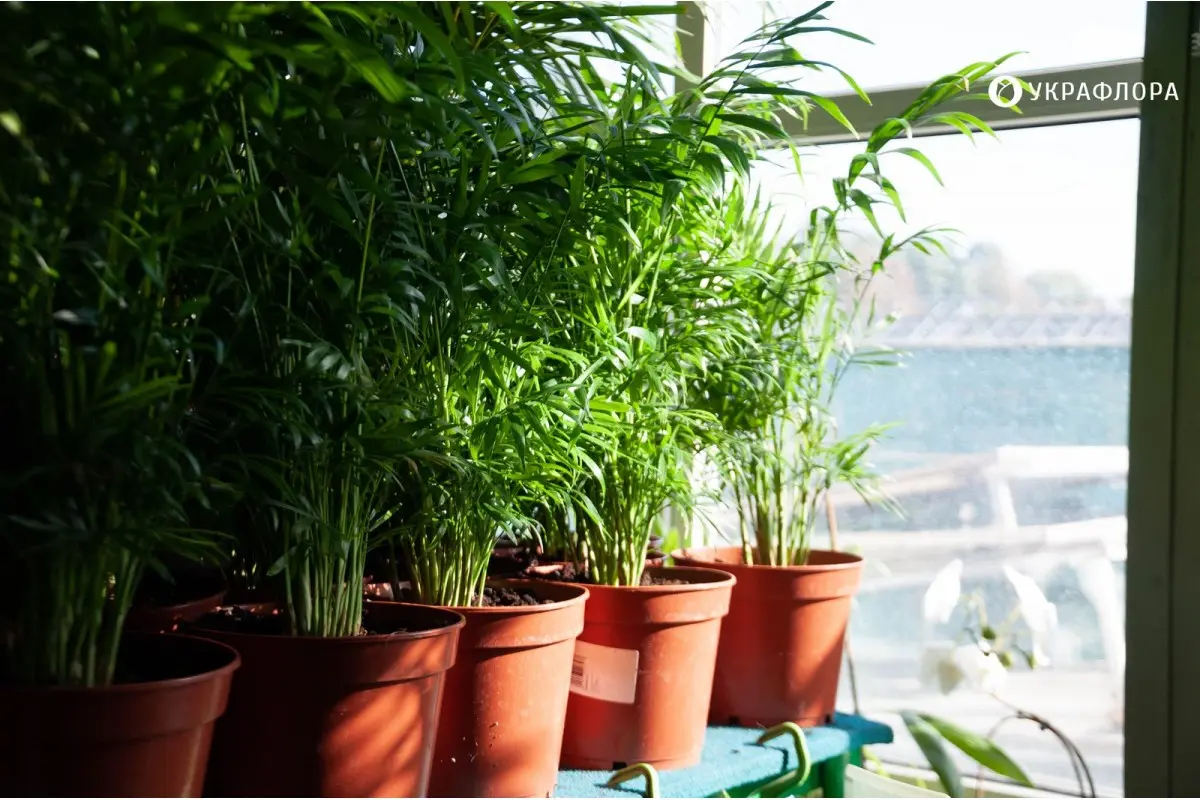 Растения и зелень в интерьере балкона