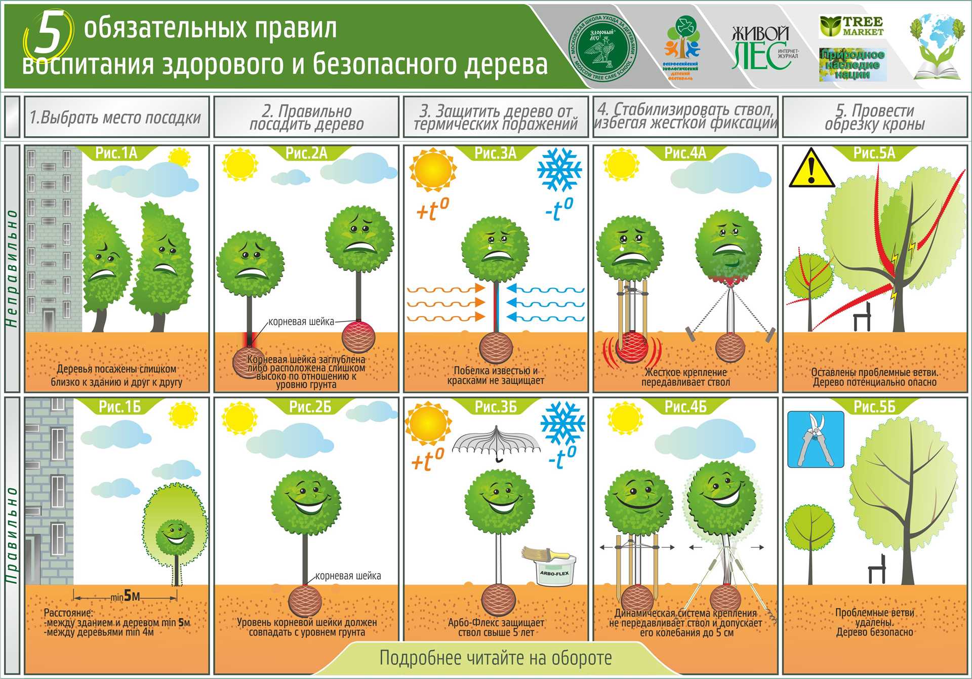 Садовые деревья: правила посадки и ухода